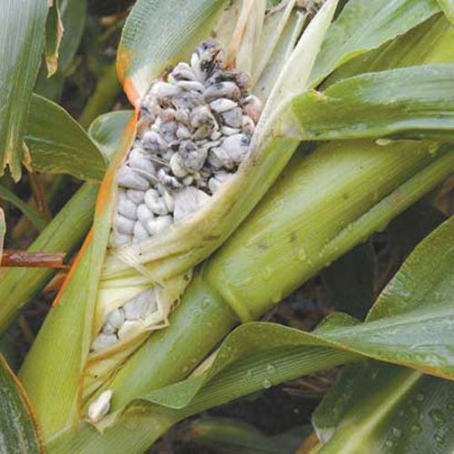 Small-Scale Farmers Could Produce Corn Smut on Purpose